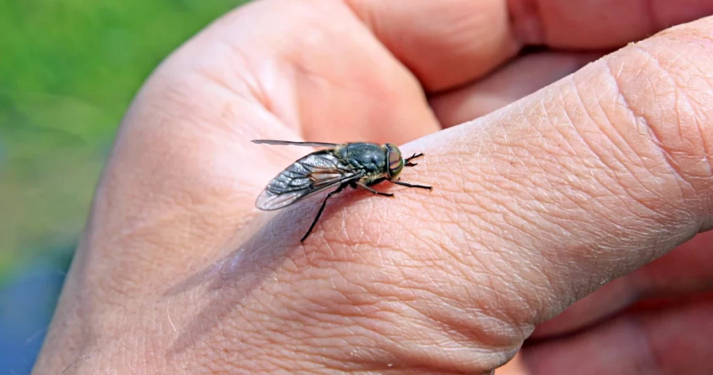 Horse Fly Bites