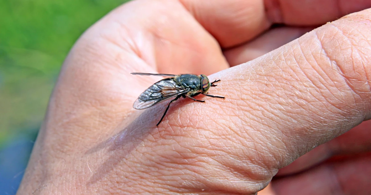 What Are Horse Fly Bites And Its Treatment Medical Doze